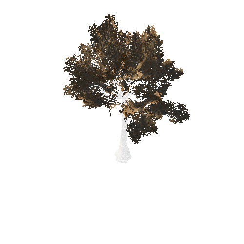 BeecthTree01Mixed_afsTREE_xmvcb _xlod01_xlp